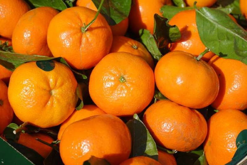 MANDARINA: Zdrava i ljekovita, puno više od ukusnog voća!