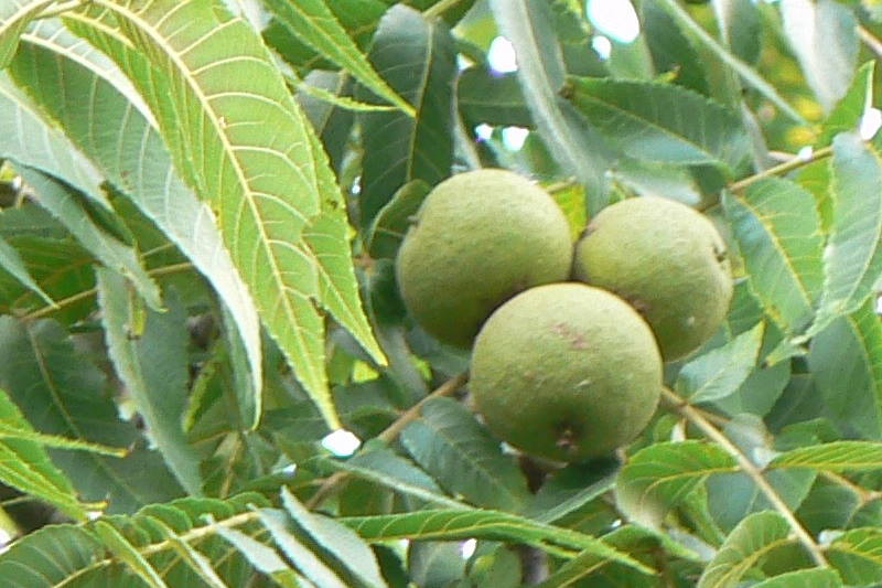 CRNI ORAH (JUGLANS NIGRA): Efikasan kod čišćenja organizma od parazita