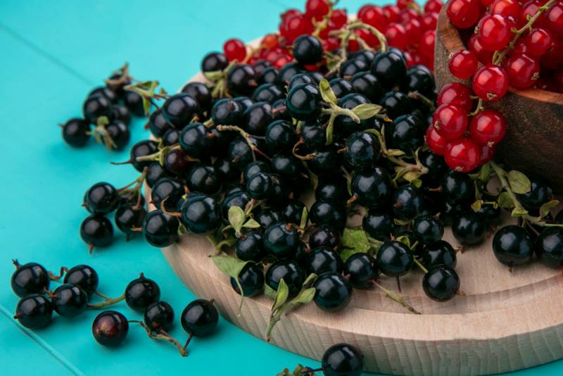 CRNI RIBIZ: Odličan izvor vitamina i osvježenja, ali i djelotvoran lijek