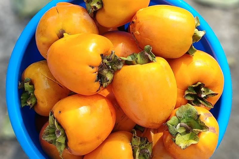 Kaki (japanska jabuka) – slasno voće i pravi izvor zdravlja