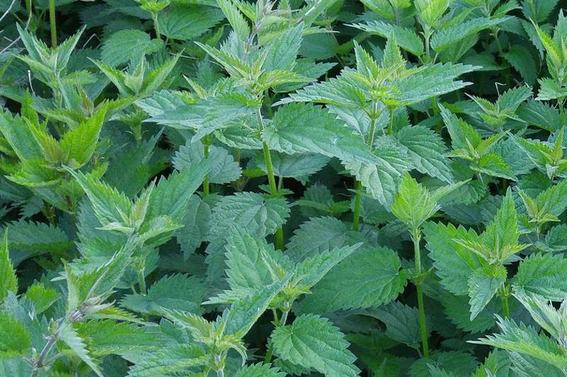 NISMO SVJESNI KOLIKO JE KOPRIVA (ŽARA) LJEKOVITA: Sadrži kalcij, kalij, željezo, vitamine C i A...