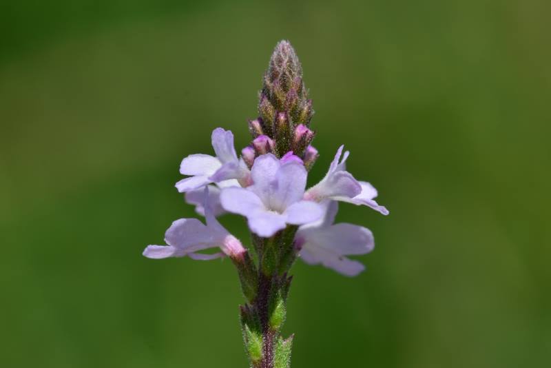 VERBENA (Verbena officinalis): Biljka egzotičnog mirisa i izuzetno ljekovita