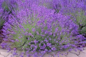 ZA PRIJATNIJI, ENERGIČNIJI I SVJEŽIJI SAN: Lavanda pomaže kod nesanice, a dobra je i za...