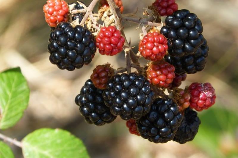 UKUSNE I LJEKOVITE: Kupine su prava vitaminska bomba, pomažu kod krvarenja i karcinoma…
