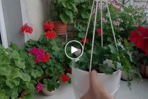 URADI SAM: Viseće tegle za cvijeće