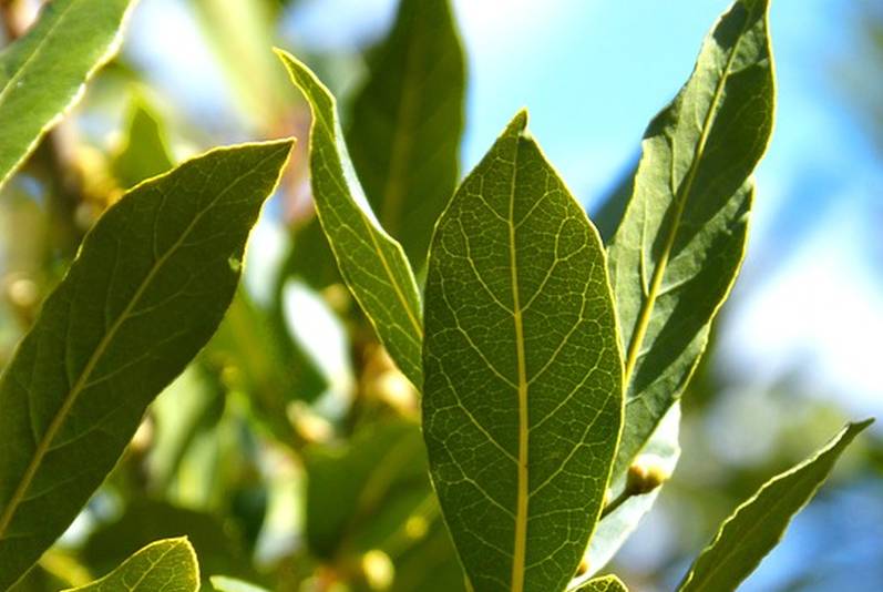 RECEPTI S LOVOROVIM LISTOM: Čaj i sirup koji pomažu protiv kašlja i grlobolje