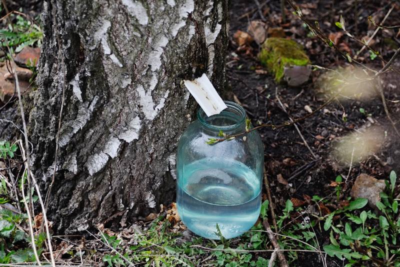 SOK OD BREZE: Zovu ga prirodna infuzija, dobar je za želudac, “topi” kilograme…