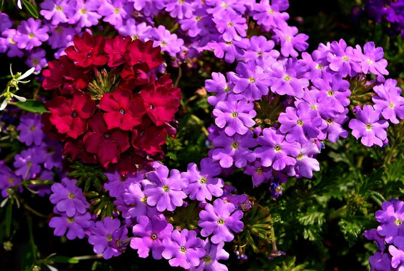 VERBENA: Izuzetno dekorativna biljka, savršeno cvijeće za balkon