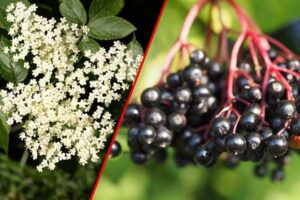ZOVA (BAZGA) - OTROV I LIJEK: Domaći recept koji pobjeđuje viruse i zatvor