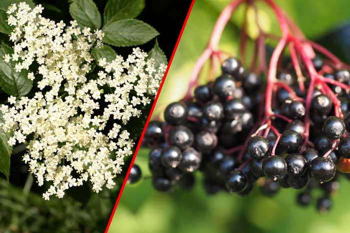 ZOVA (BAZGA) – OTROV I LIJEK: Domaći recept koji pobjeđuje viruse i zatvor