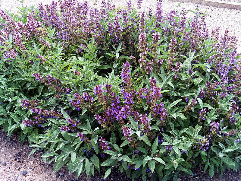 KADULJA (Salvia officinalis) – jedna od najljekovitijih biljaka na planetu