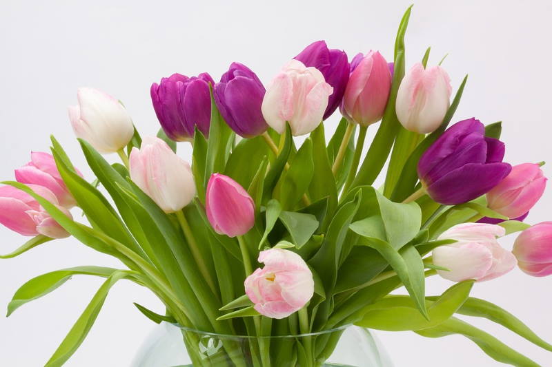 VOLITE TULIPANE? 10 savjeta uz koje će vam ovi divni cvjetovi dugo ostati svježi