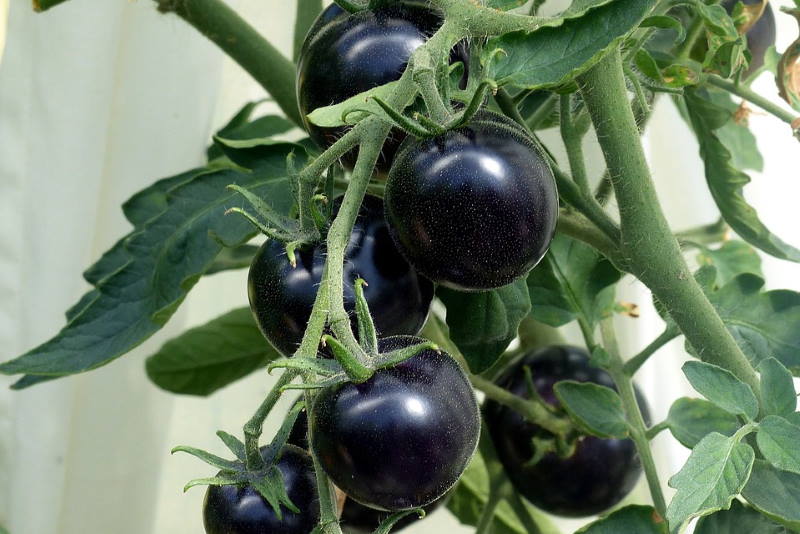 CRNA RAJČICA: Sadrži Anthocyanin koji ubija stanice raka, a navodno je i efikasan afrodizijak