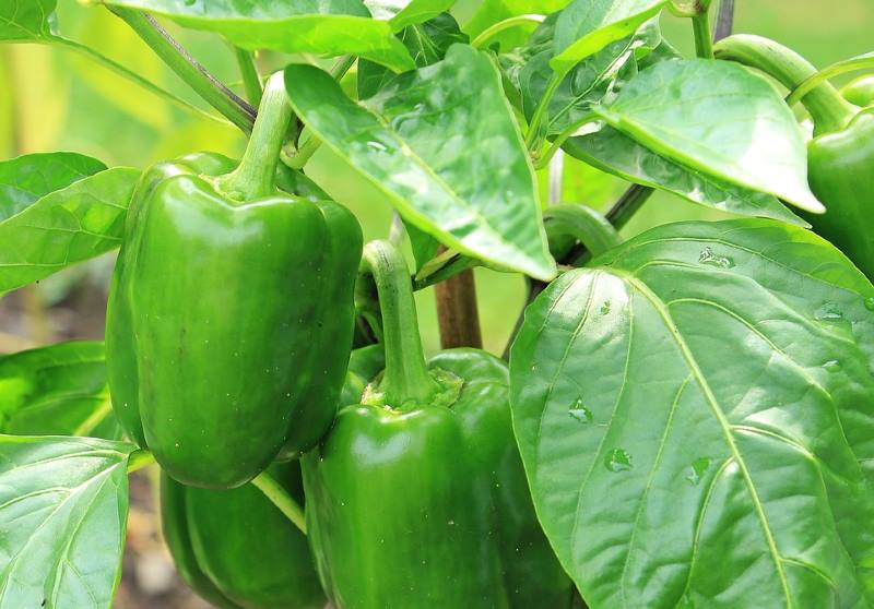 4 BILJKE KOJE PAPRIKA NE VOLI: Ako želite dobar urod, ne sadite je u njihovoj blizini