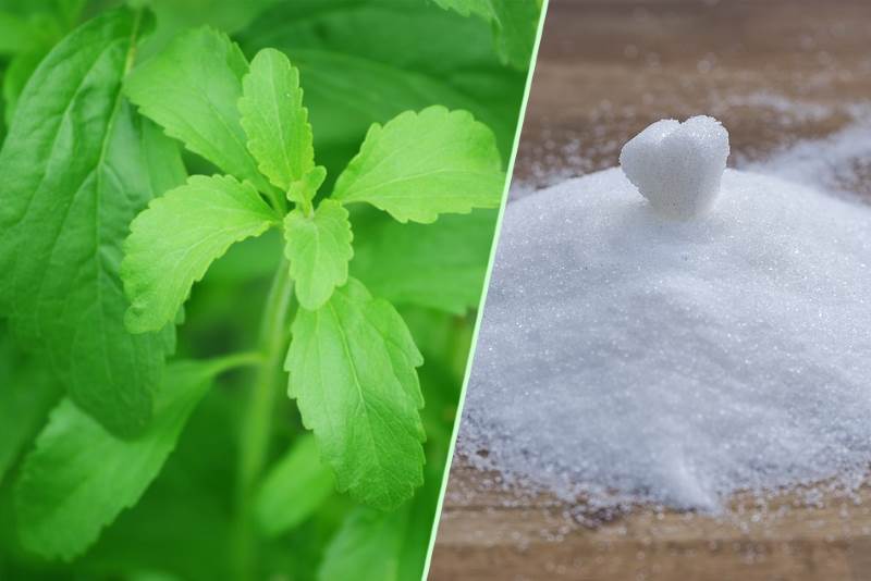 JE LI STEVIJA SAVRŠENA ZAMJENA ZA ŠEĆER? Evo što kažu poznati nutricionisti…