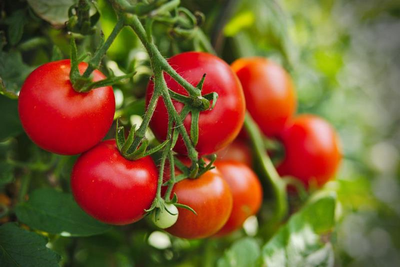 ZABORAVITE PESTICIDE! Evo kako pomoću sode bikarbone zaštititi voće i povrće od propadanja