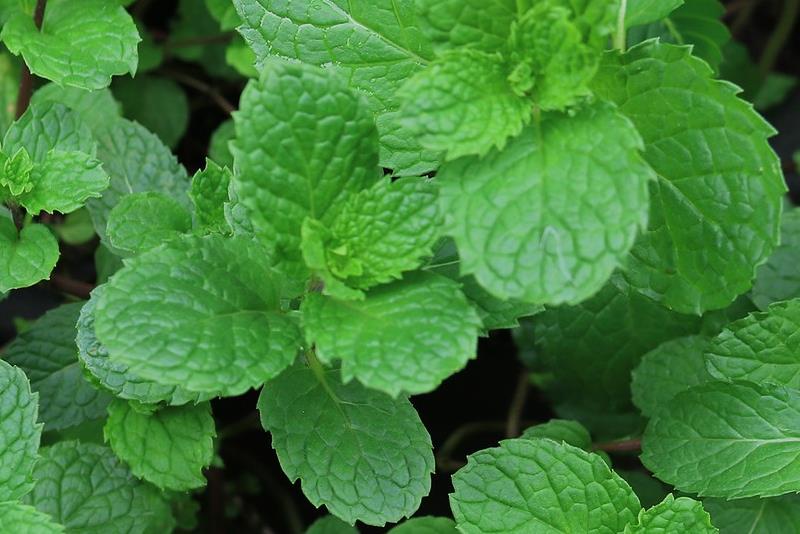 MATIČNJAK (MELISA): Ljekovita i aromatična biljka s mirisom i okusom limuna